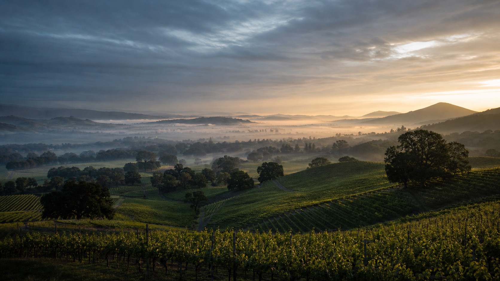 Sonoma County vineyards, valley oaks and coastal morning fog