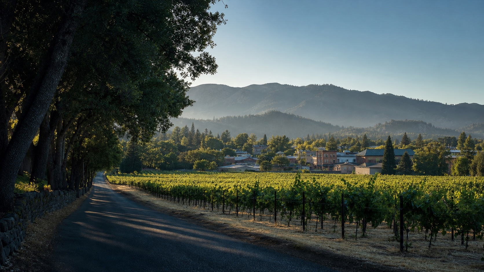 St. Helena vineyards, tree-lined wine-country road and valley hills